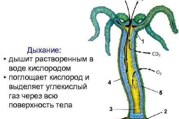 Как вывести деньги с кракена