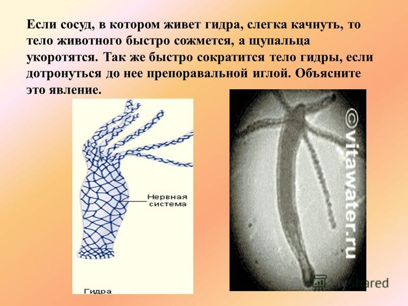 Кракен нарка шоп